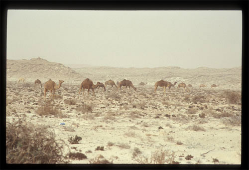 Kamele West-Sahara